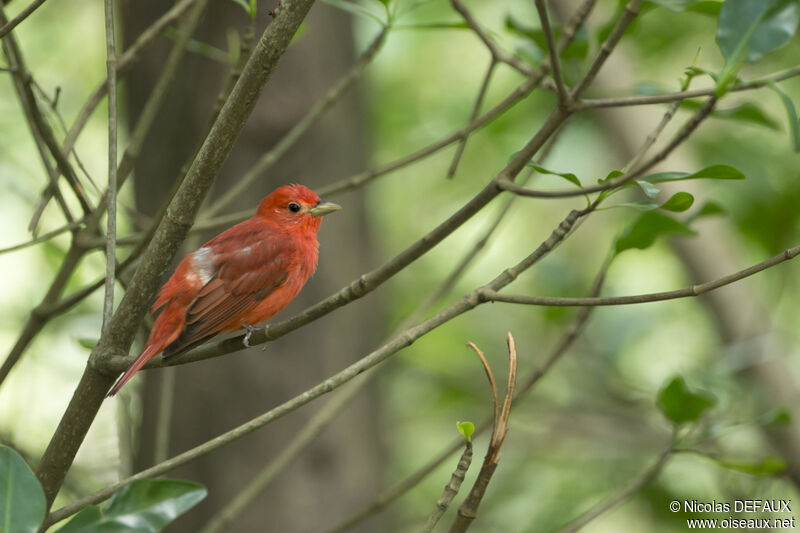 Summer Tanager