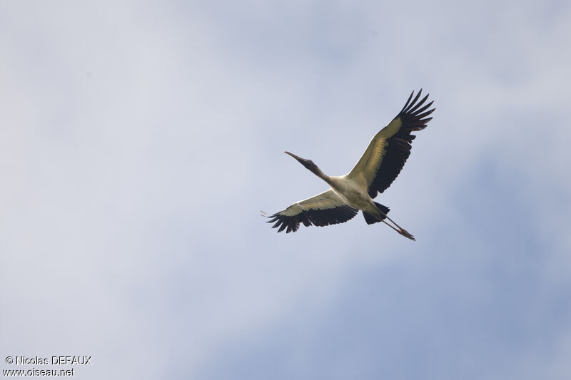 Wood Stork, Flight