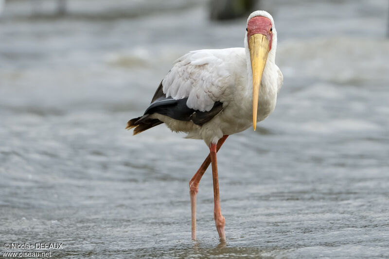 Yellow-billed Storkadult, close-up portrait, walking, eats