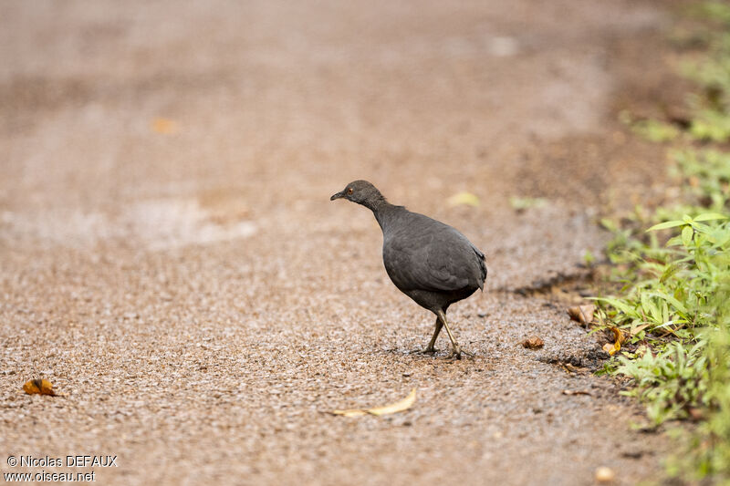 Tinamou cendré, portrait