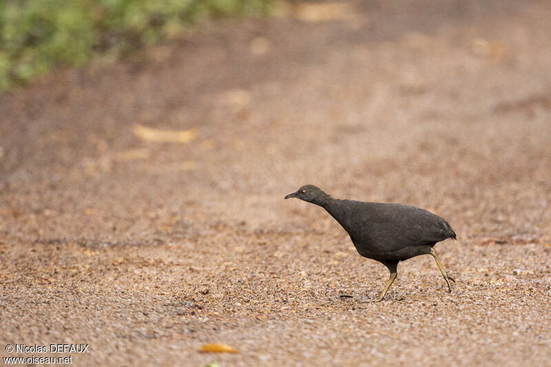 Cinereous Tinamou, close-up portrait