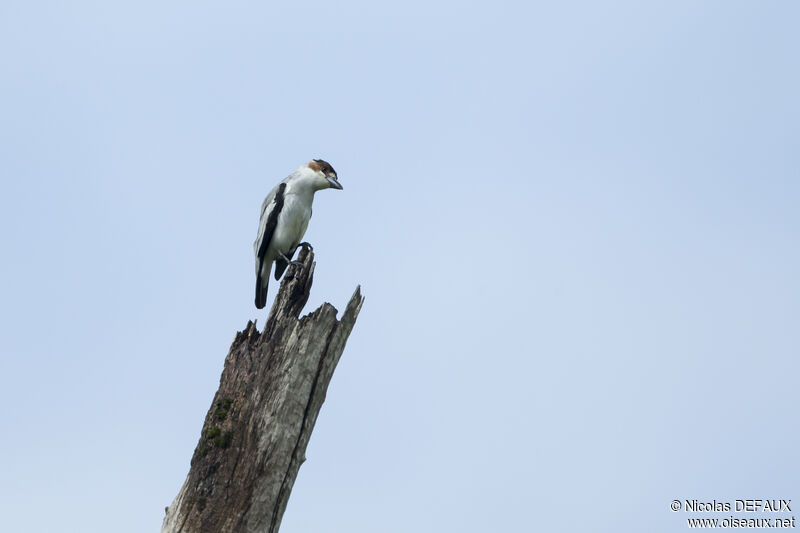 Black-crowned Tityra female