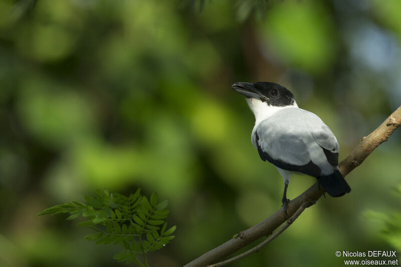 Black-crowned Tityra male