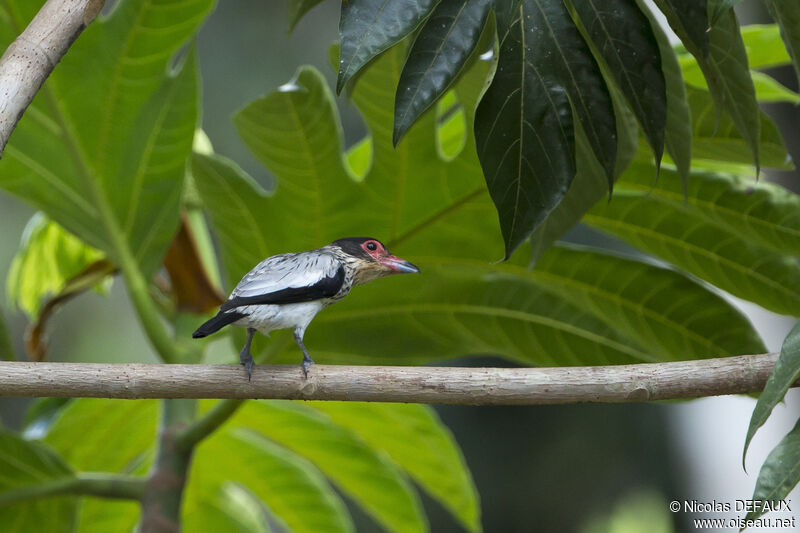 Black-tailed Tityra