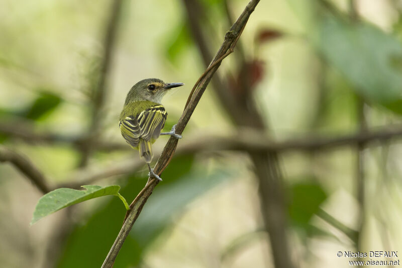 Smoky-fronted Tody-Flycatcheradult, close-up portrait