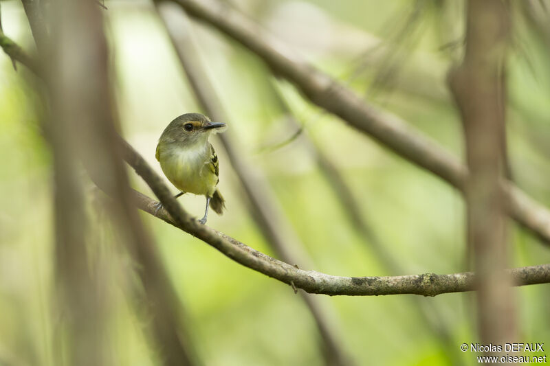 Smoky-fronted Tody-Flycatcheradult, close-up portrait