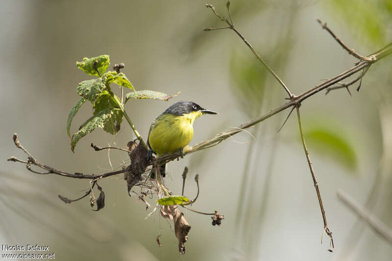 Common Tody-Flycatcher female adult, Reproduction-nesting