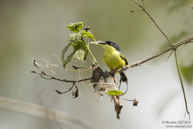 Common Tody-Flycatcher