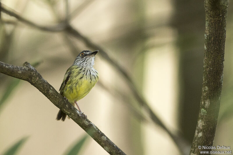 Spotted Tody-Flycatcher