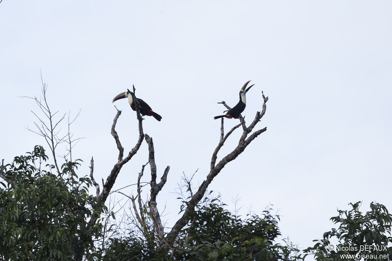 White-throated Toucan