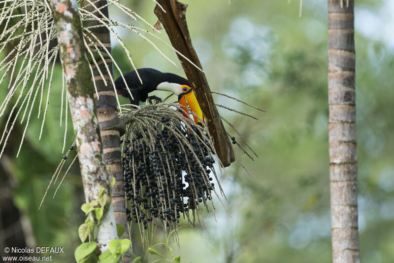 Toco Toucanadult, close-up portrait, eats