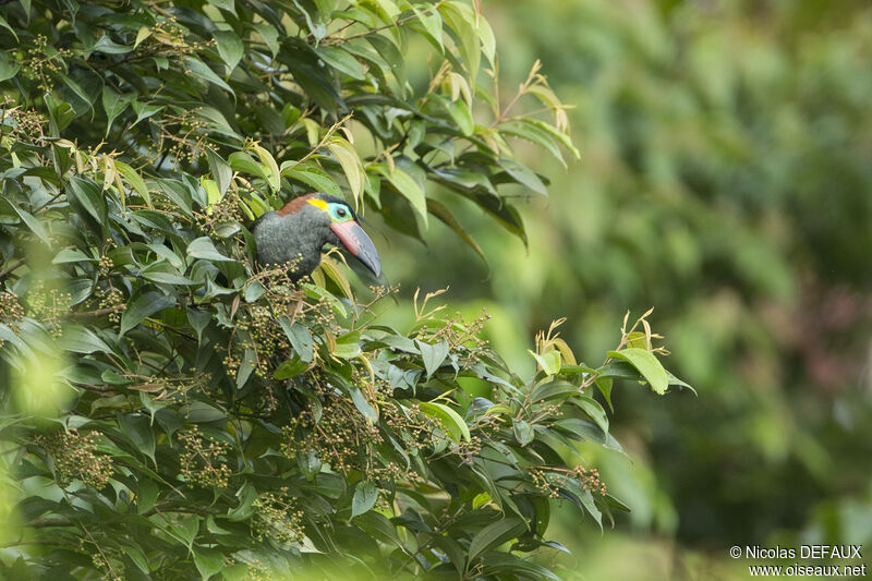 Guianan Toucanet