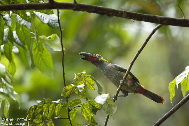 Guianan Toucanet