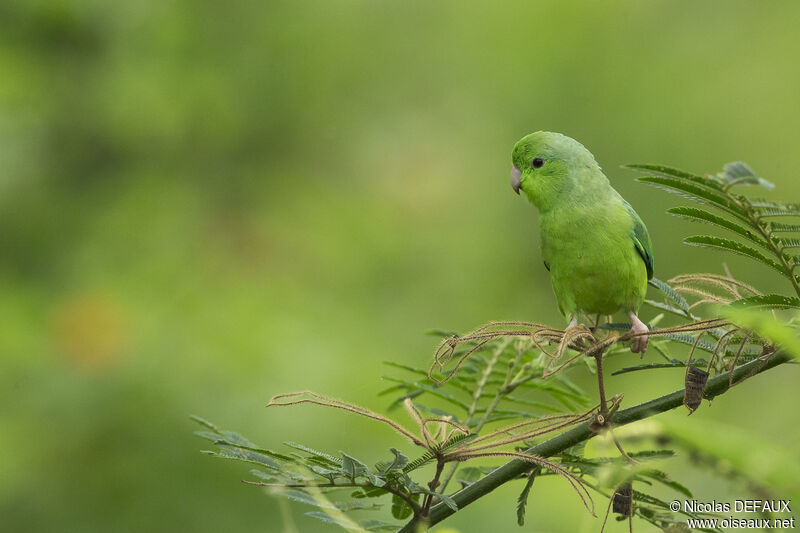 Green-rumped Parrotlet