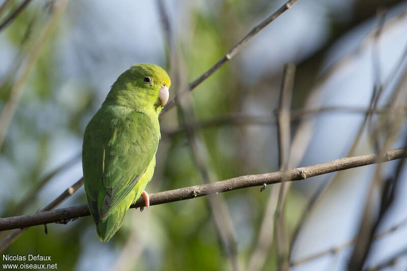 Green-rumped Parrotlet female adult