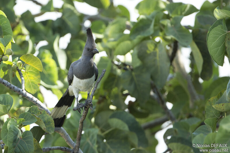 Touraco à ventre blanc, portrait