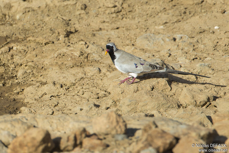 Namaqua Dove, close-up portrait