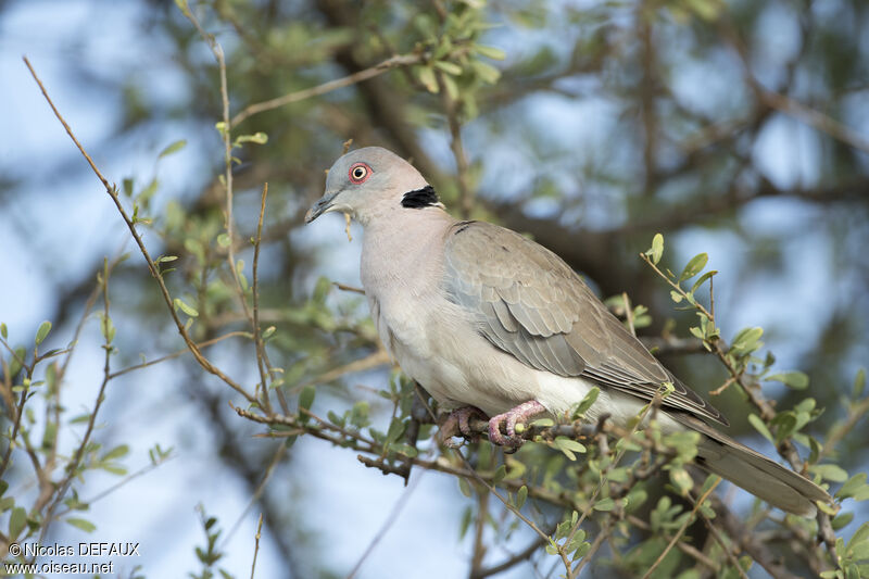 Mourning Collared Doveadult