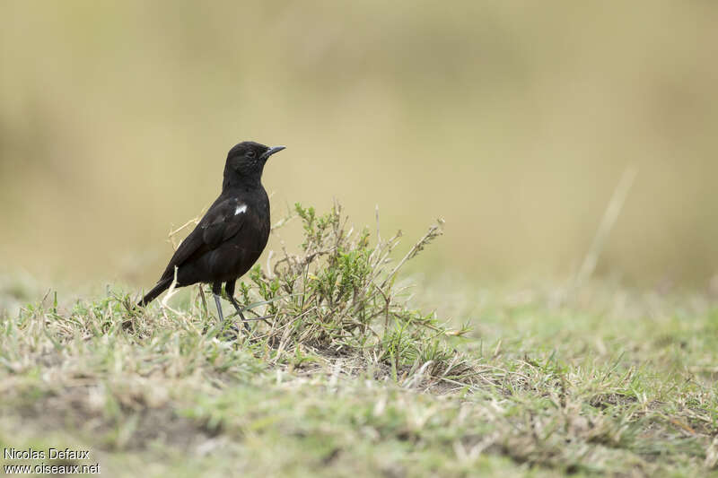 Sooty Chat male adult, identification