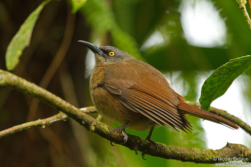 Brown Tremblerjuvenile