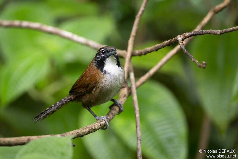 Troglodyte coraya, portrait