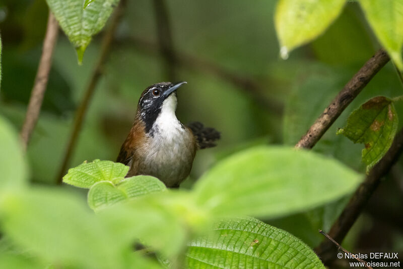 Troglodyte coraya, portrait