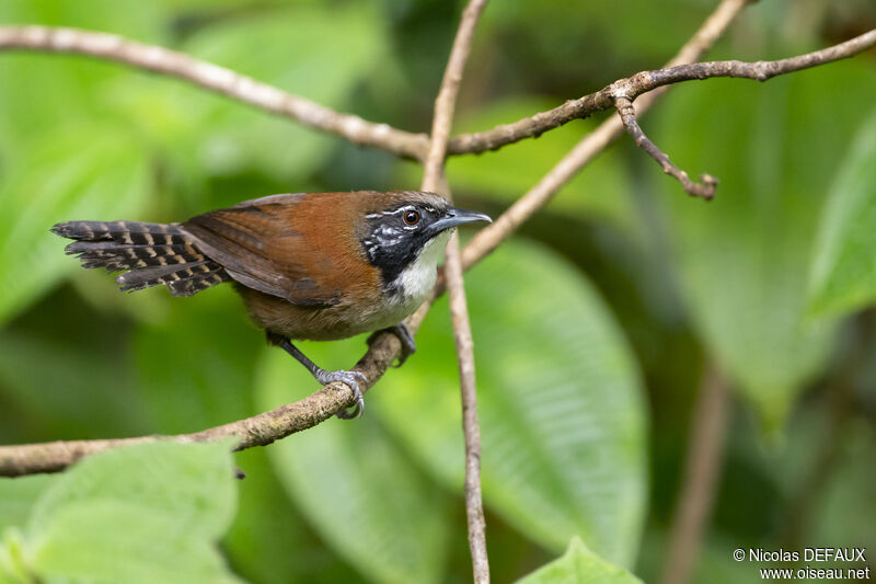 Troglodyte coraya, portrait