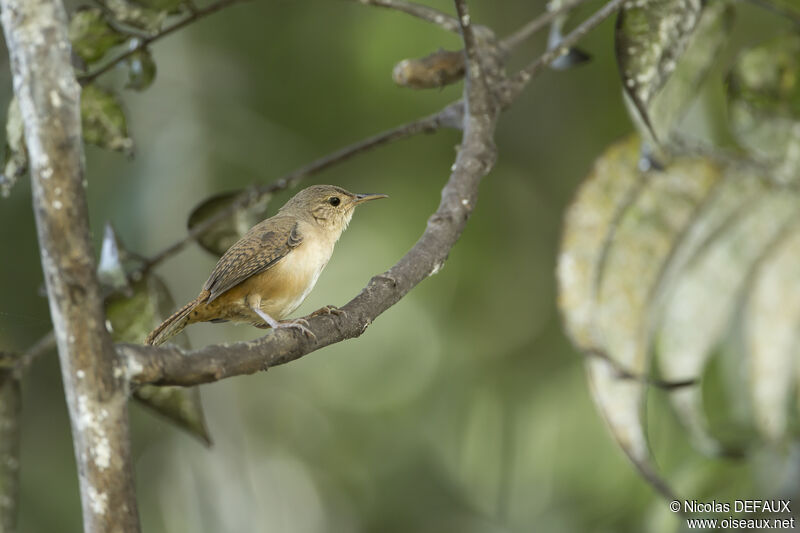 House Wren