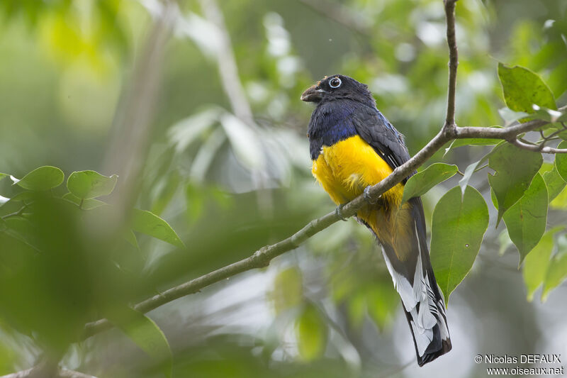 Trogon à queue blanche