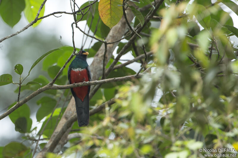 Trogon à queue noire