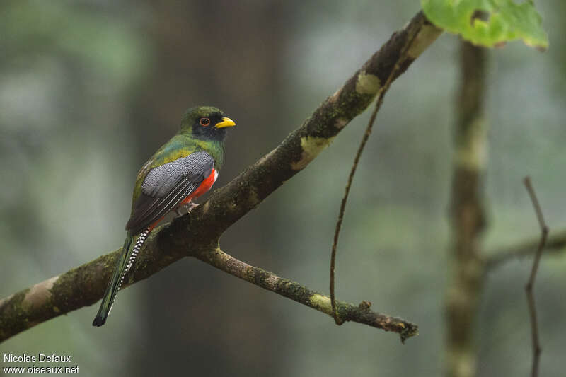 Collared Trogon male adult, identification