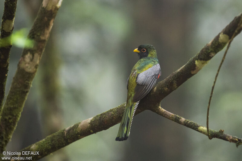 Trogon rosalbaadulte, portrait