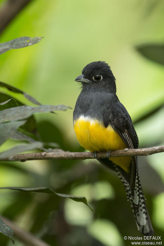 Trogon violacé femelle