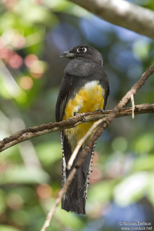 Guianan Trogon