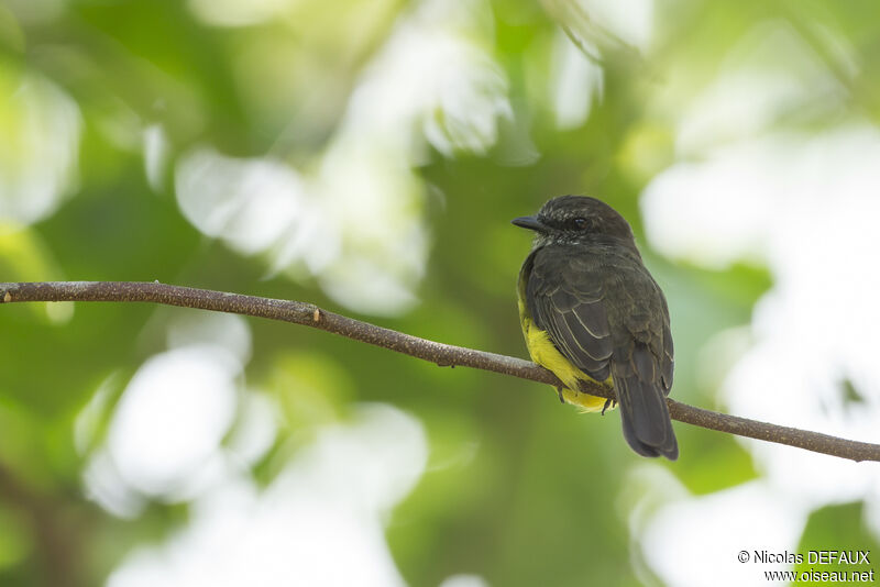 Dusky-chested Flycatcheradult