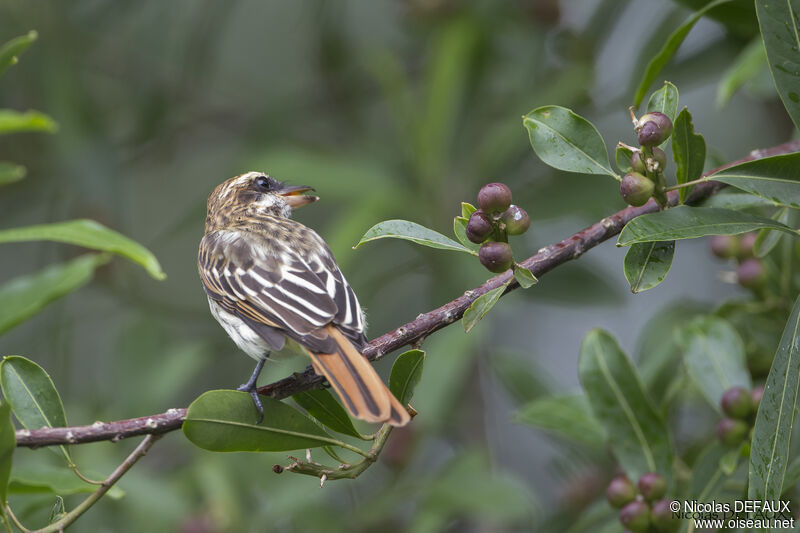 Streaked Flycatcher