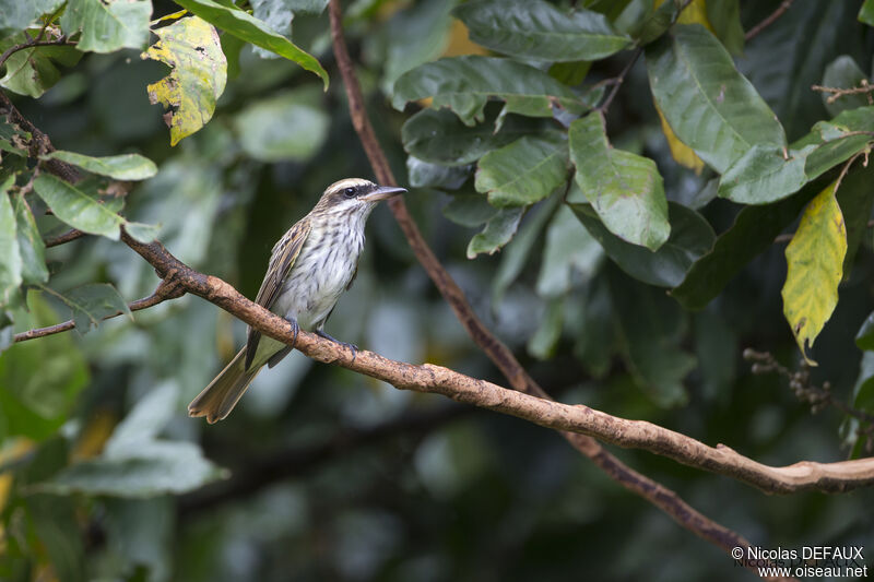 Streaked Flycatcher