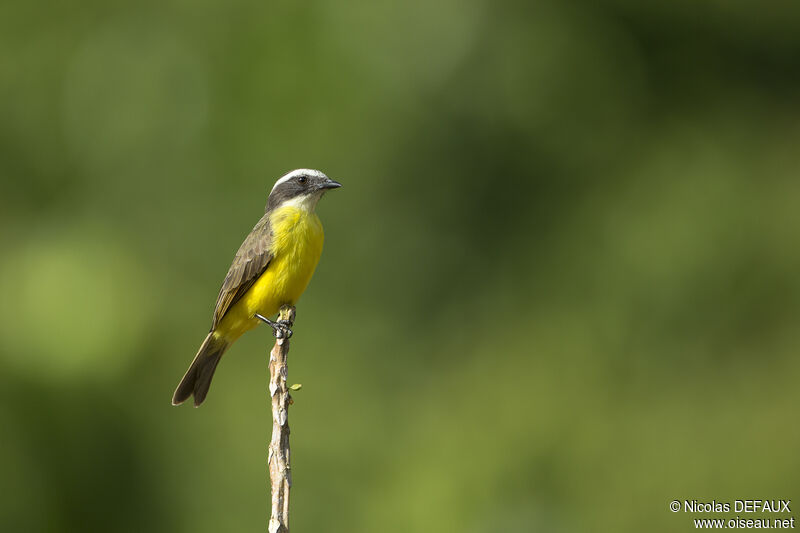 Rusty-margined Flycatcher