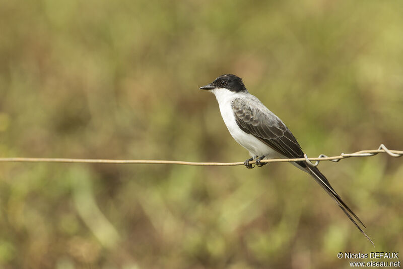 Fork-tailed Flycatcher