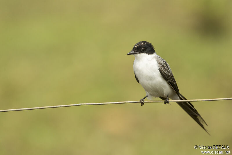 Fork-tailed Flycatcher