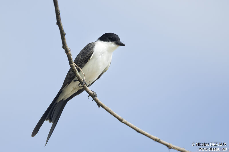 Fork-tailed Flycatcheradult, close-up portrait