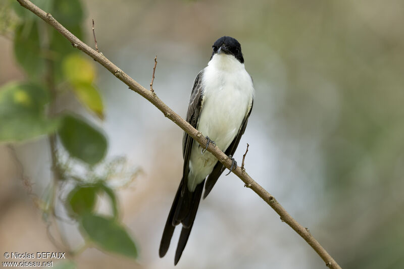 Fork-tailed Flycatcheradult, close-up portrait