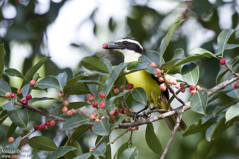 Great Kiskadeeadult, feeding habits