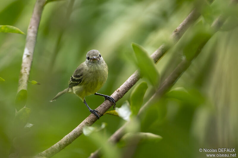 Tyranneau passegris, portrait