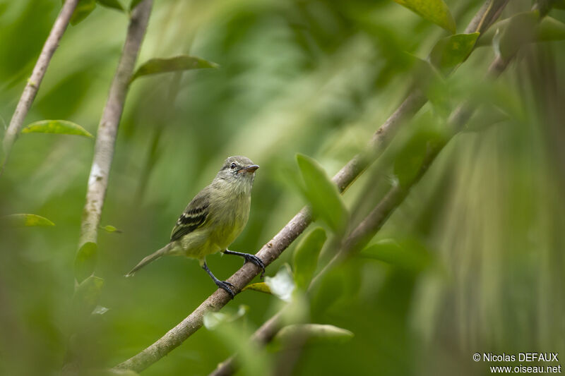 Southern Beardless Tyrannulet, close-up portrait