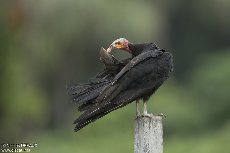 Urubu à tête jauneadulte, portrait