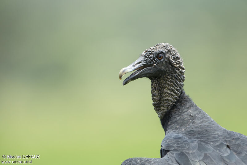 Urubu noiradulte, portrait