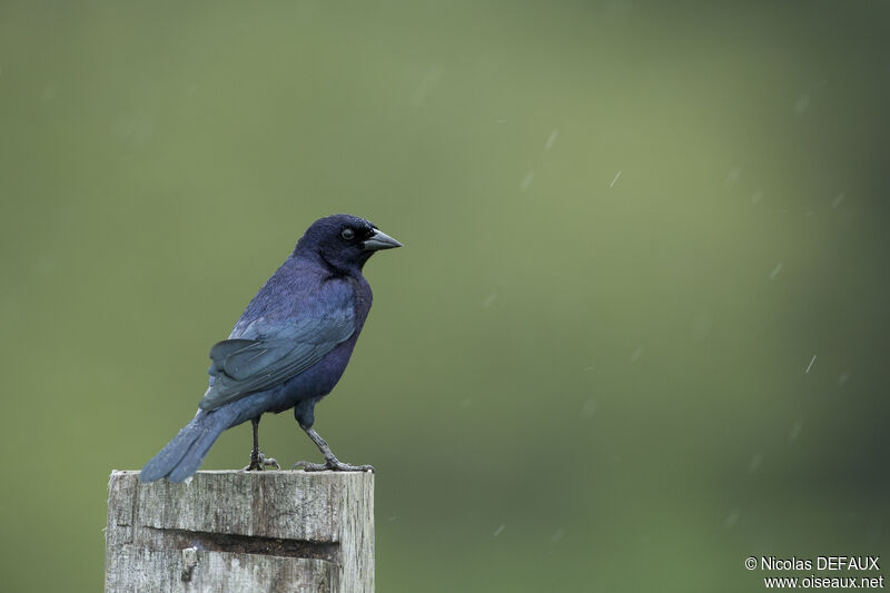 Shiny Cowbird