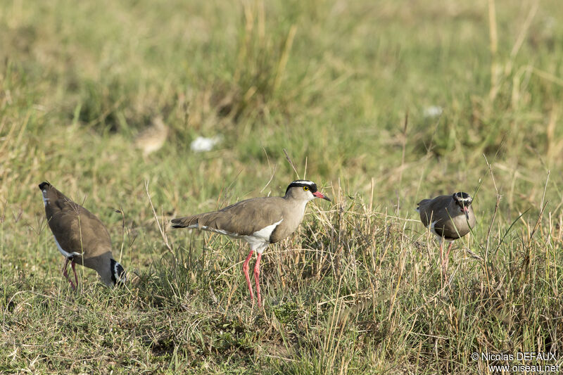 Crowned Lapwing, close-up portrait