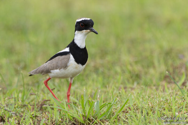 Pied Ploveradult, close-up portrait